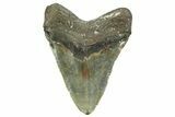 Huge, Fossil Megalodon Tooth - North Carolina #373109-2